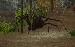 File:Ferocious Brown Spider 2.jpg