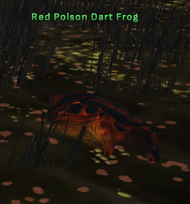 File:Red Poison Dart Frog 3.jpg