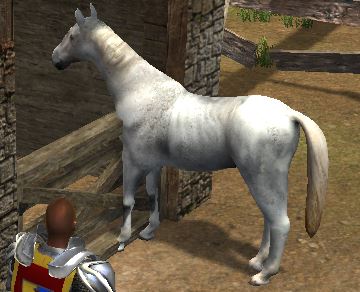 File:Horse.jpg