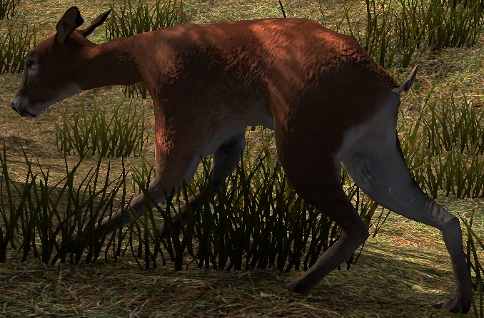 File:Doe.png