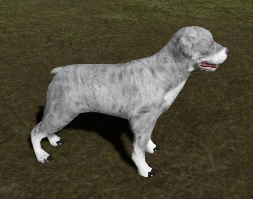File:Winter Rottweiler Pet.jpg