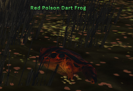 File:Red Poison Dart Frog 4.jpg
