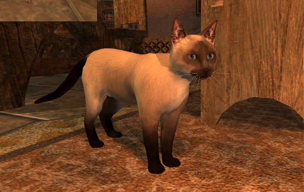 File:SotA FounderTier Pet Siamese.jpg