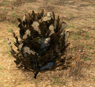 File:Cotton plant.jpg