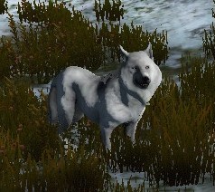 File:Ferocious Arctic Wolf 2.jpg