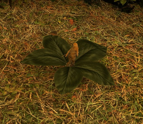File:Mandrake Plant.png