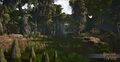 Looking down the heavily forested swamp littered with cypress knees, fish can be seen through the green water.