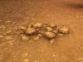 Thumbnail for version as of 15:41, 3 May 2022