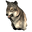 Pristine Elder Wolf Head