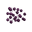 Royal Elderberry