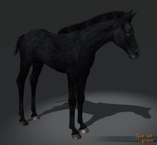 File:SotA MountStretchGoal HorseFoalBlack.jpg
