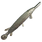 Alligator Gar