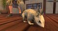 White Squirrel