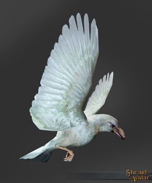 File:SotA White Raven Pet.jpg