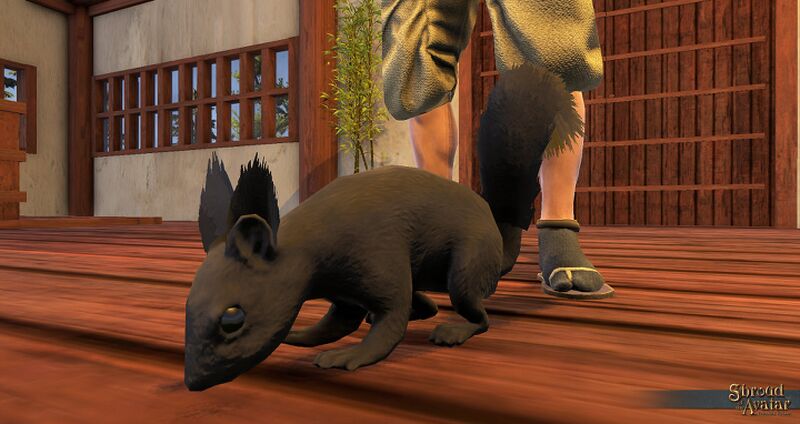 File:SotA BlackSquirrelPet view1.jpg