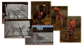 Thumbnail for version as of 06:01, 9 October 2016