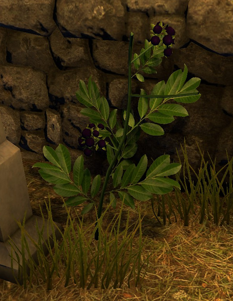 File:Nightshade Plant.png