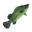 Cod