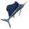 Sailfish