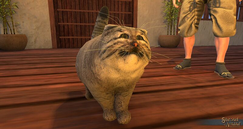 File:SotA PallasCat view1.jpg