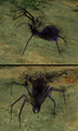 Thumbnail for version as of 02:33, 19 March 2026