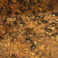 Thumbnail for version as of 00:18, 6 May 2022