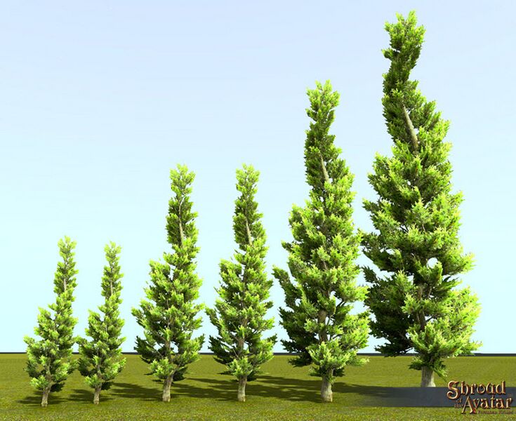 File:SotA Juniper Tree.jpg