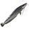 Goliath Catfish