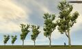 White Oak Trees