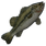 Spotted Bass