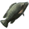 Tilapia
