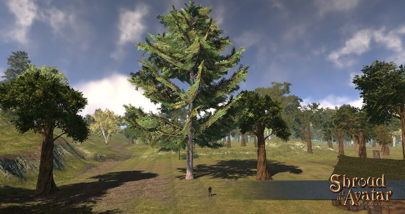 File:SotA EpicYellowCedarTree.jpg