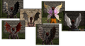 Thumbnail for version as of 17:09, 3 August 2016