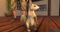 White Squirrel