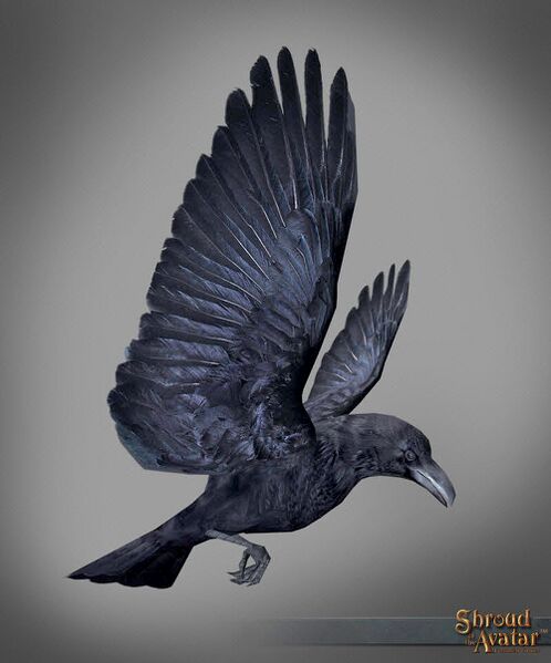 File:SotA FounderTier Pet Raven.jpg