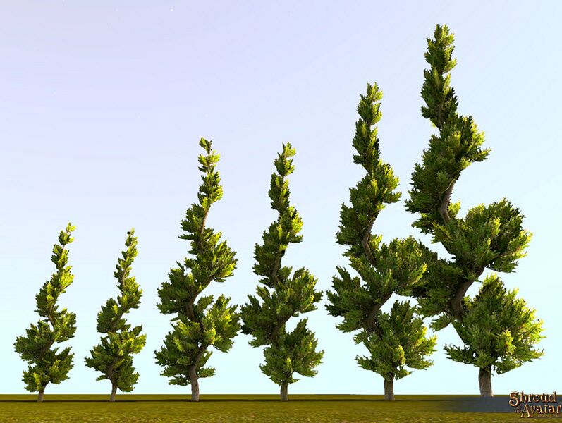 File:SotA Juniper Topiary Tree.jpg