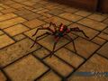 Baby Black & Orange Spider Pet