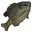 Sunfish