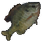 Sunfish