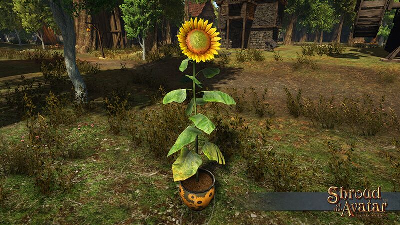 File:Item login sunflower potted.jpg