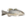 Bass
