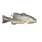 Bass