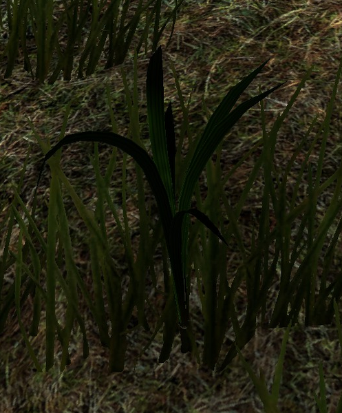 File:Garlic Plant.png