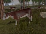 A herd of cows in Perennial Trail outside of Soltown.