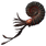 Ammonite