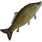 Carp