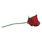 Red Rose