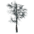 Thumbnail for version as of 15:07, 1 February 2017