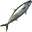 Amberjack Mackerel