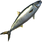 Amberjack Mackerel